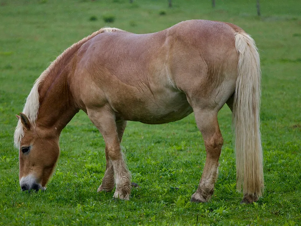 Breiter, gut bemuskelter Haflinger auf der Weide – Dressursattel für breite Pferde