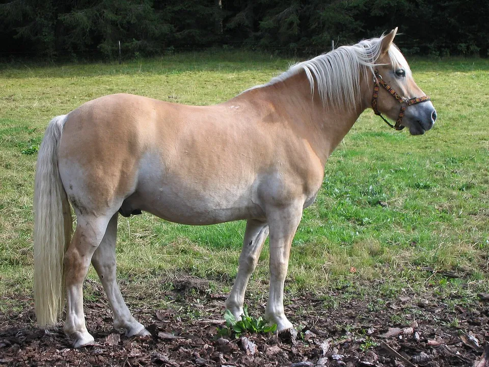 Kompakter Haflinger mit kurzem Rücken in Seitenansicht – Sattel für kurzen Rücken
