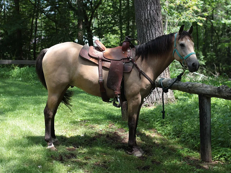 Pferd mit Westernsattel an einem Waldweg – Westernsattel erklärt