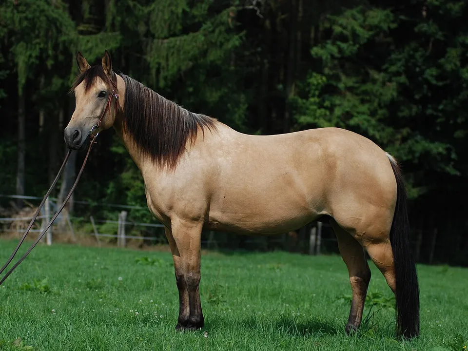 Pferd in Seitenansicht zur Beurteilung von Rücken und Sattellage – wie oft Sattel überprüfen